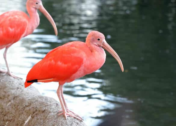 動物図鑑・ショウジョウトキ